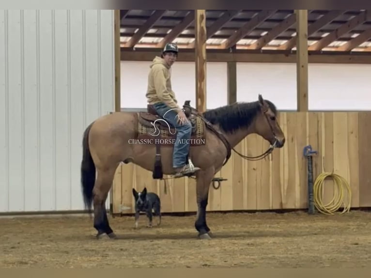 American Quarter Horse Ruin 6 Jaar 152 cm Falbe in Austin, KY