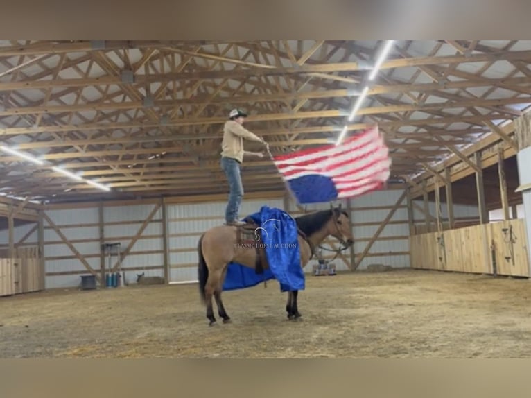 American Quarter Horse Ruin 6 Jaar 152 cm Falbe in Austin, KY