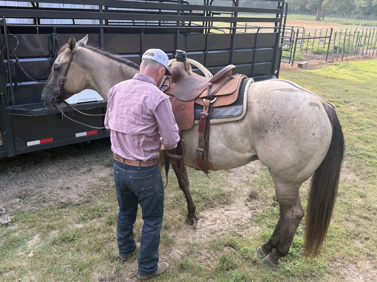 American Quarter Horse Ruin 6 Jaar 152 cm Grullo in Bloomburg