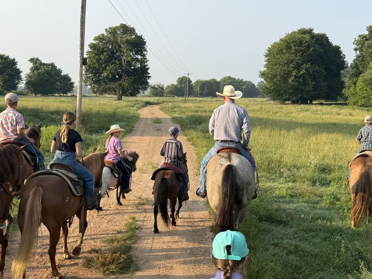 American Quarter Horse Ruin 6 Jaar 152 cm Grullo in Bloomburg