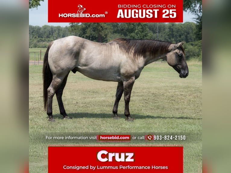 American Quarter Horse Ruin 6 Jaar 152 cm Grullo in Bloomburg