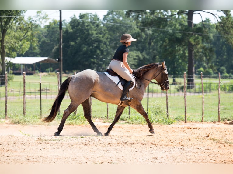 American Quarter Horse Ruin 6 Jaar 152 cm Grullo in Bloomburg