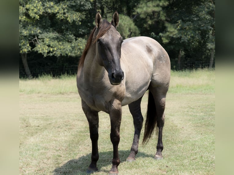 American Quarter Horse Ruin 6 Jaar 152 cm Grullo in Bloomburg