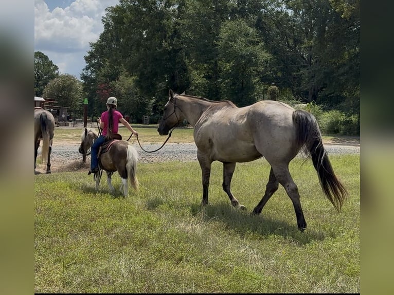 American Quarter Horse Ruin 6 Jaar 152 cm Grullo in Bloomburg