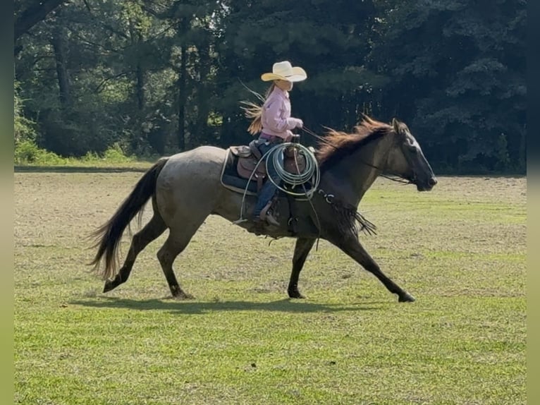 American Quarter Horse Ruin 6 Jaar 152 cm Grullo in Bloomburg