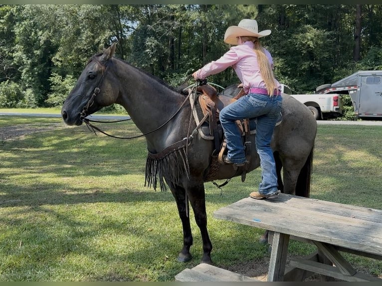 American Quarter Horse Ruin 6 Jaar 152 cm Grullo in Bloomburg