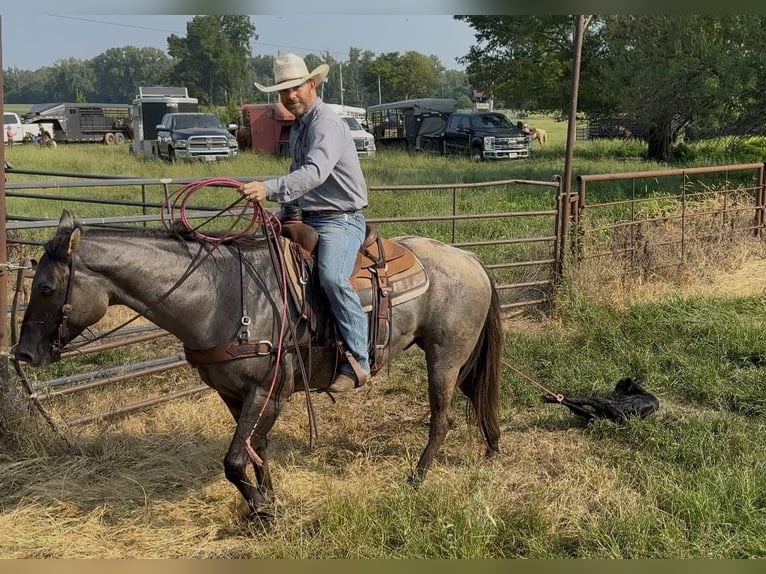 American Quarter Horse Ruin 6 Jaar 152 cm Grullo in Bloomburg