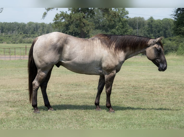American Quarter Horse Ruin 6 Jaar 152 cm Grullo in Bloomburg