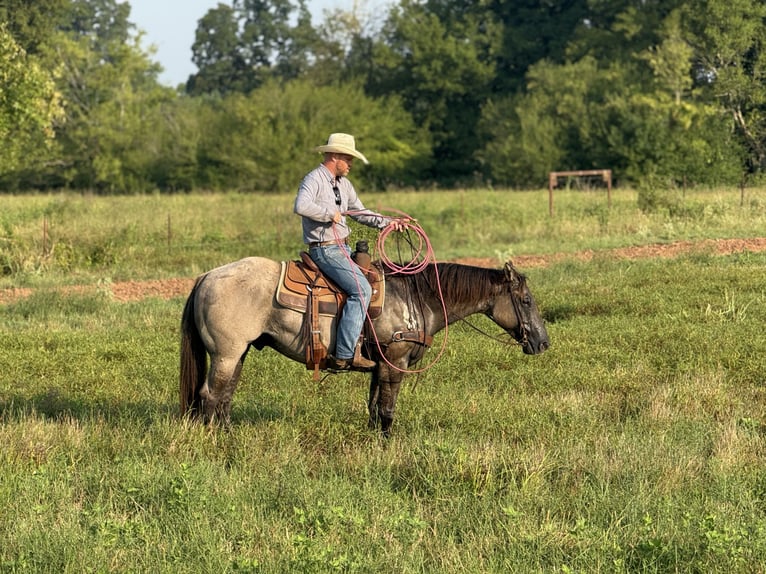 American Quarter Horse Ruin 6 Jaar 152 cm Grullo in Bloomburg
