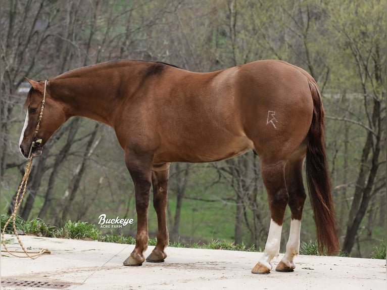 American Quarter Horse Ruin 6 Jaar 152 cm Grullo in Millersburg