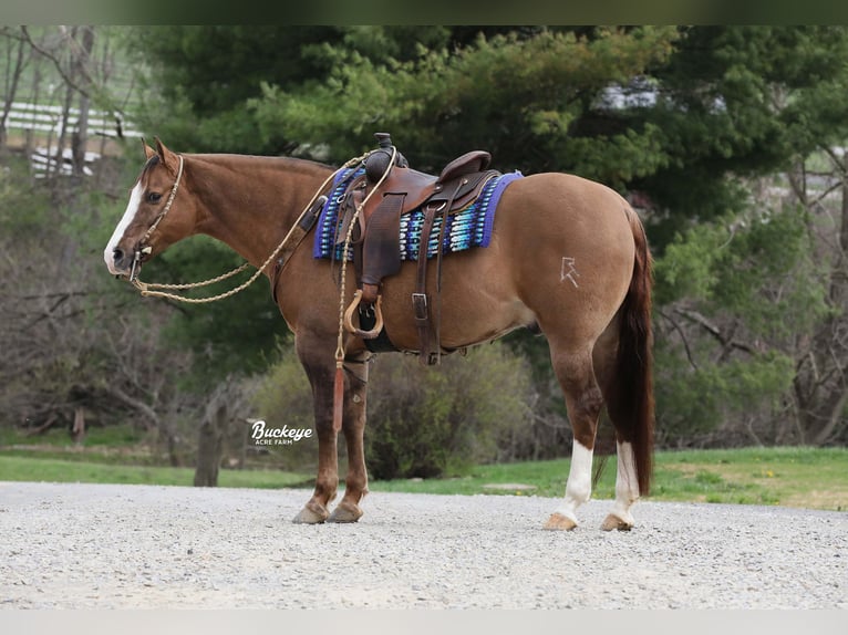 American Quarter Horse Ruin 6 Jaar 152 cm Grullo in Millersburg