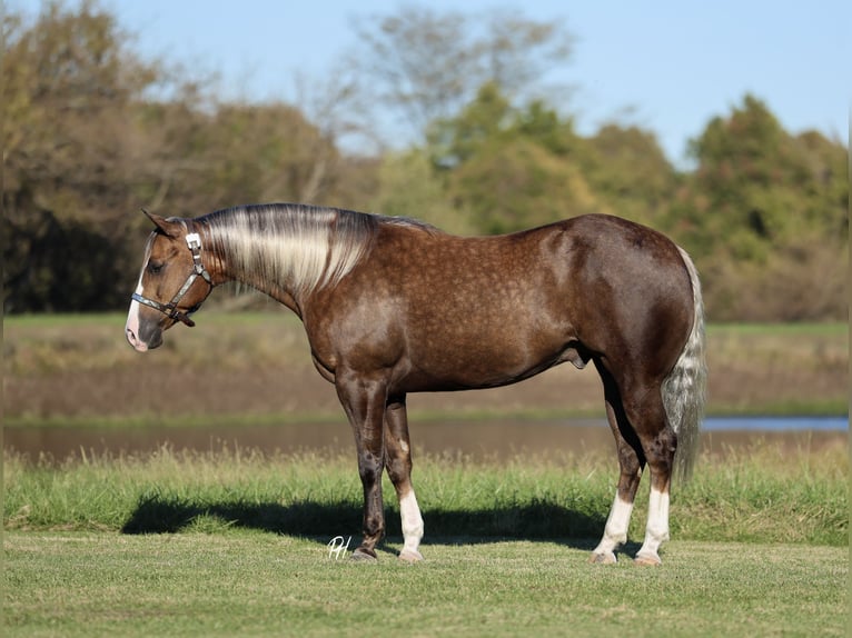 American Quarter Horse Ruin 6 Jaar 152 cm Palomino in Buffalo