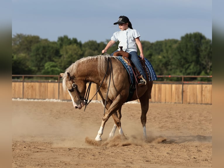 American Quarter Horse Ruin 6 Jaar 152 cm Palomino in Buffalo