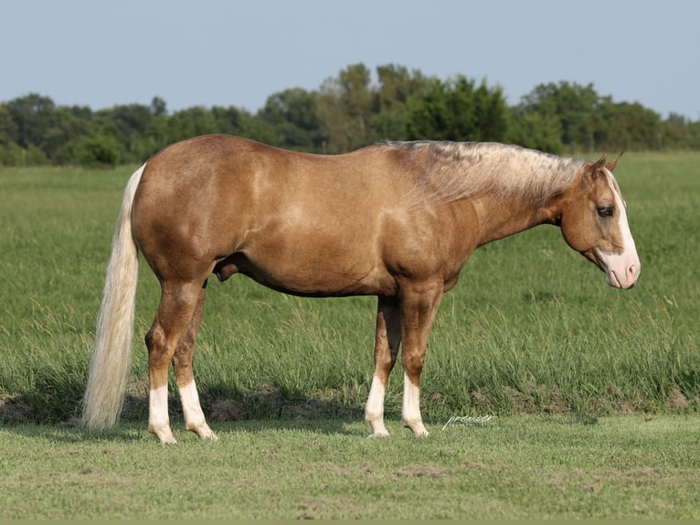 American Quarter Horse Ruin 6 Jaar 152 cm Palomino in Buffalo