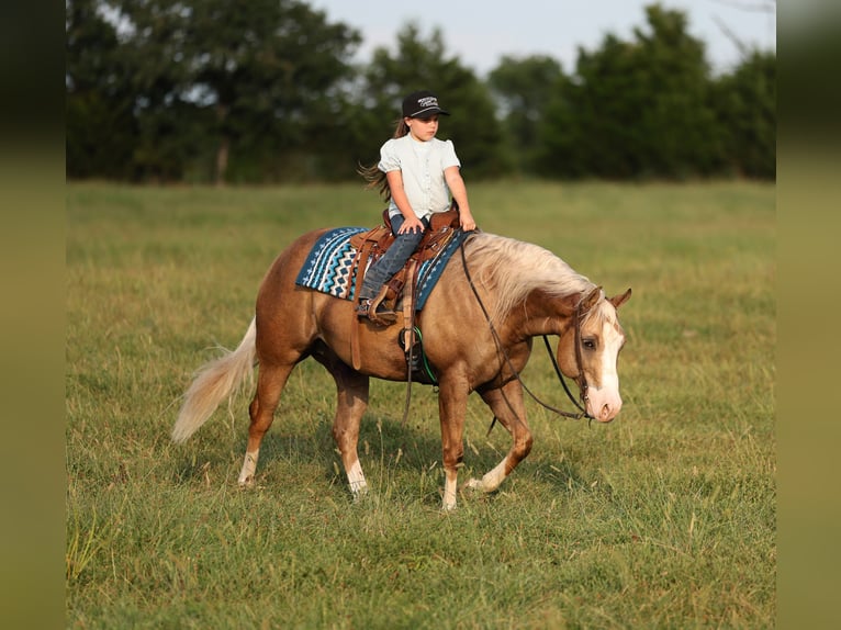 American Quarter Horse Ruin 6 Jaar 152 cm Palomino in Buffalo