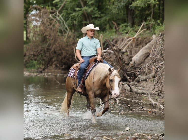 American Quarter Horse Ruin 6 Jaar 152 cm Palomino in Buffalo
