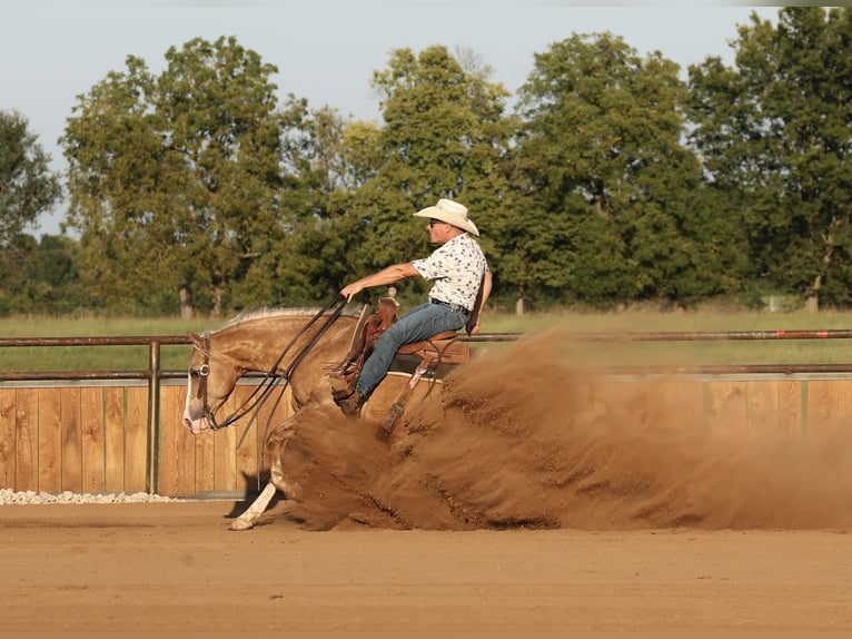 American Quarter Horse Ruin 6 Jaar 152 cm Palomino in Buffalo