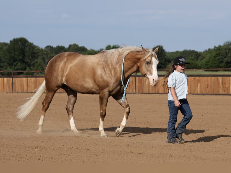 American Quarter Horse Ruin 6 Jaar 152 cm Palomino in Buffalo