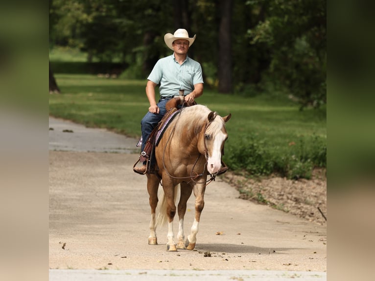 American Quarter Horse Ruin 6 Jaar 152 cm Palomino in Buffalo