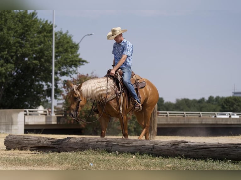 American Quarter Horse Ruin 6 Jaar 152 cm Palomino in Waco, TX