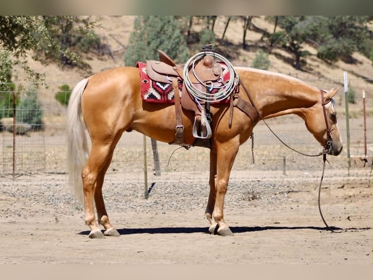 American Quarter Horse Ruin 6 Jaar 152 cm Palomino in Tres Pinos