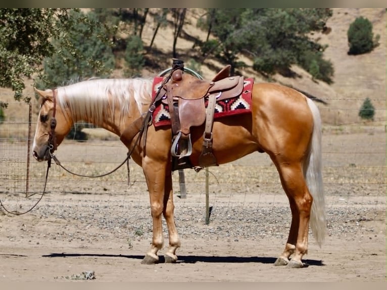 American Quarter Horse Ruin 6 Jaar 152 cm Palomino in Tres Pinos