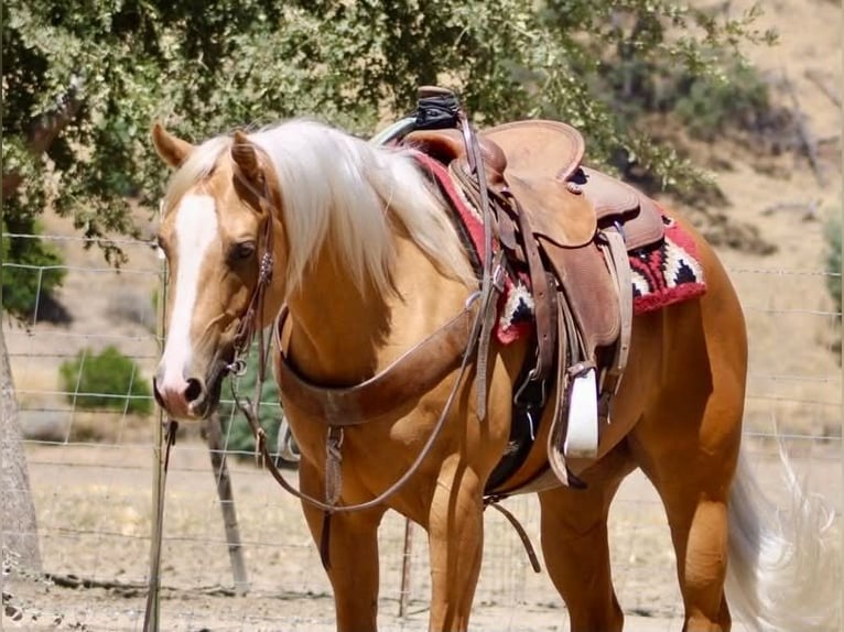 American Quarter Horse Ruin 6 Jaar 152 cm Palomino in Tres Pinos
