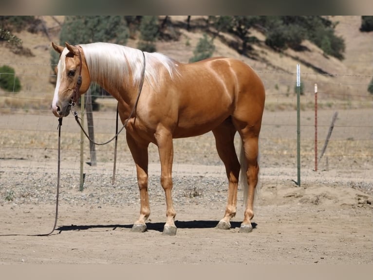 American Quarter Horse Ruin 6 Jaar 152 cm Palomino in Tres Pinos