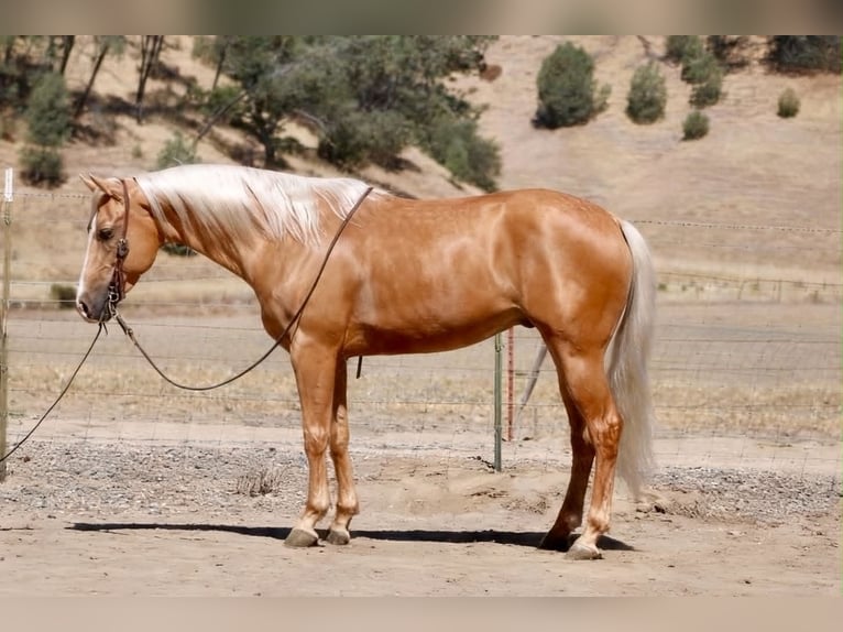 American Quarter Horse Ruin 6 Jaar 152 cm Palomino in Tres Pinos