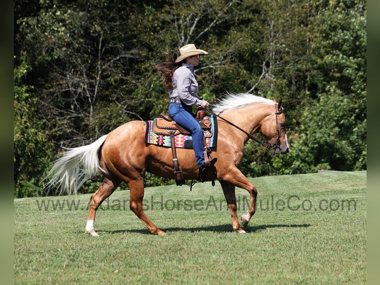 American Quarter Horse Ruin 6 Jaar 152 cm Palomino in Mount Vernon