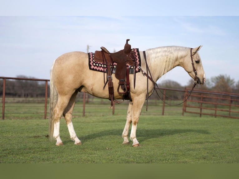 American Quarter Horse Ruin 6 Jaar 152 cm Palomino in Collinsville