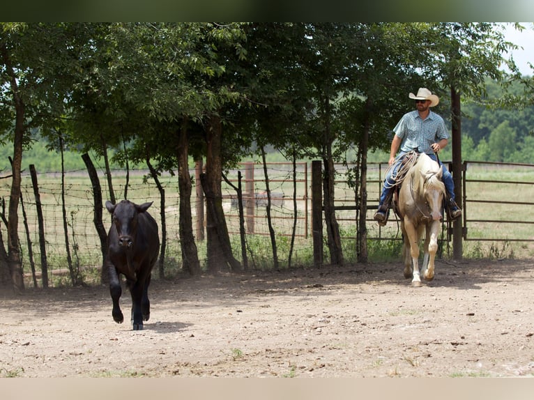 American Quarter Horse Ruin 6 Jaar 152 cm Palomino in Collinsville