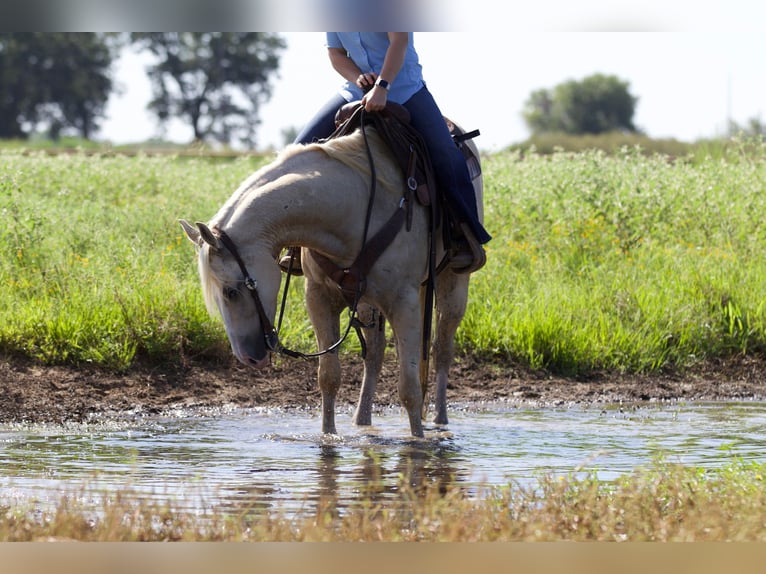 American Quarter Horse Ruin 6 Jaar 152 cm Palomino in Collinsville