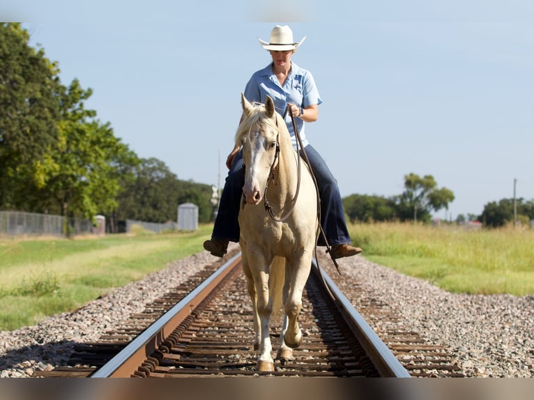 American Quarter Horse Ruin 6 Jaar 152 cm Palomino in Collinsville