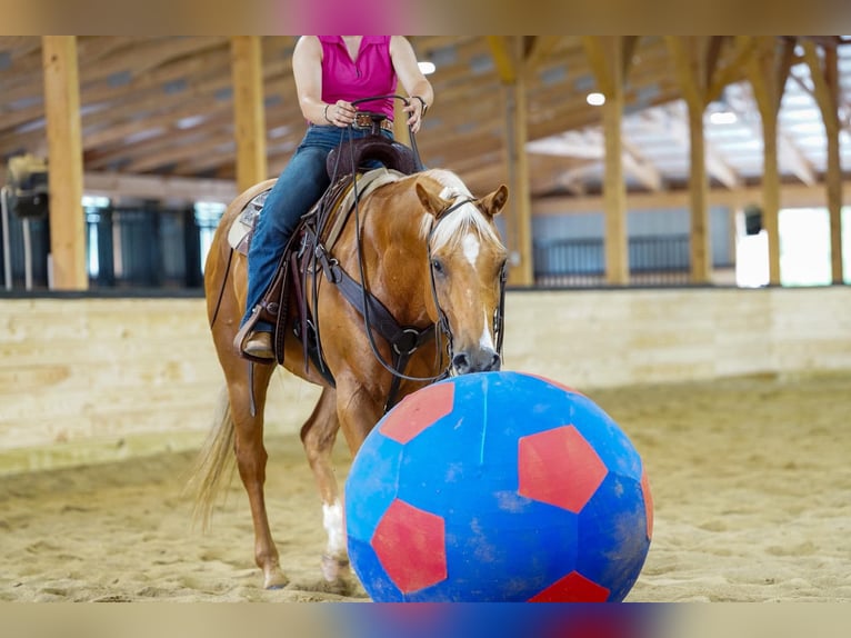 American Quarter Horse Ruin 6 Jaar 152 cm Palomino in Clarion