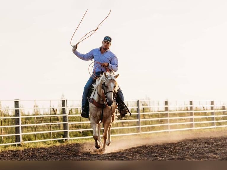 American Quarter Horse Ruin 6 Jaar 152 cm Palomino in Lewistown