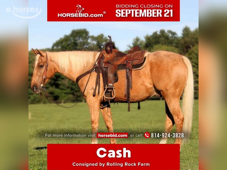 American Quarter Horse Ruin 6 Jaar 152 cm Palomino in Clarion