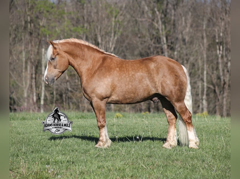 American Quarter Horse Ruin 6 Jaar 152 cm Palomino in Mount Vernon