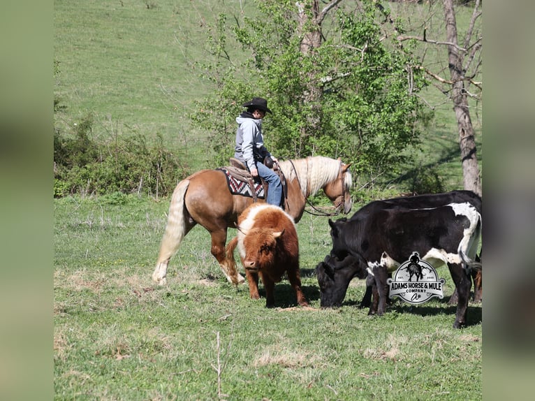 American Quarter Horse Ruin 6 Jaar 152 cm Palomino in Mount Vernon