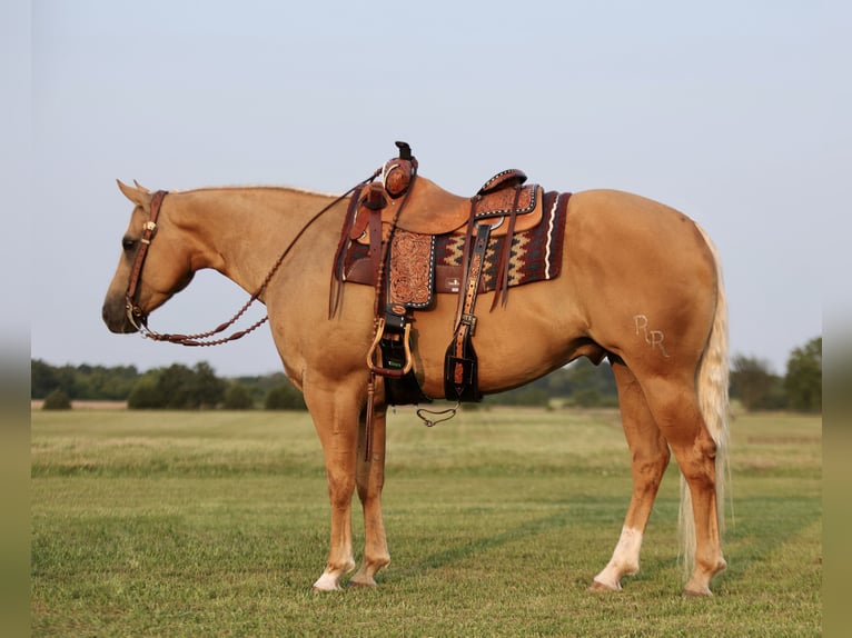 American Quarter Horse Ruin 6 Jaar 152 cm Palomino in Buffalo, MO