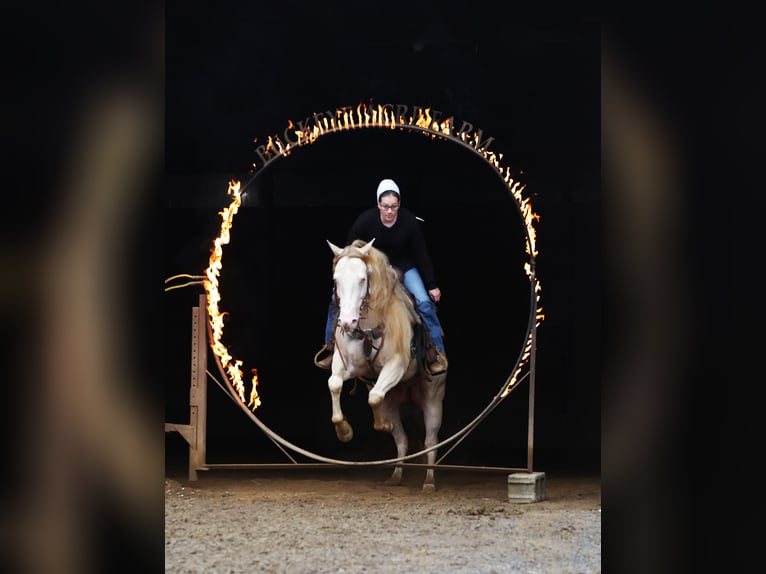 American Quarter Horse Ruin 6 Jaar 152 cm Perlino in Millersburg