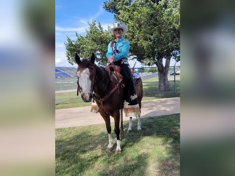 American Quarter Horse Mix Ruin 6 Jaar 152 cm in Terrell, TX