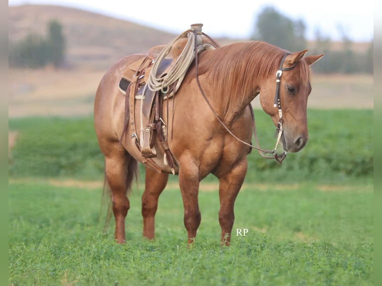 American Quarter Horse Ruin 6 Jaar 152 cm Red Dun in Menan