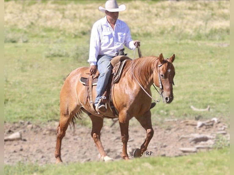 American Quarter Horse Ruin 6 Jaar 152 cm Red Dun in Menan