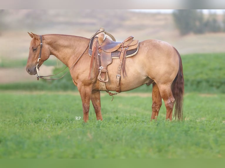 American Quarter Horse Ruin 6 Jaar 152 cm Red Dun in Menan