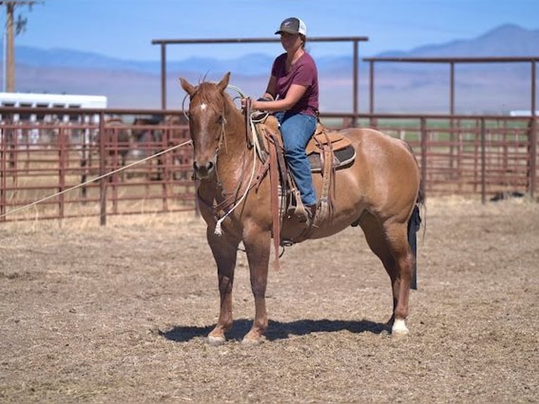 American Quarter Horse Ruin 6 Jaar 152 cm Red Dun in Menan