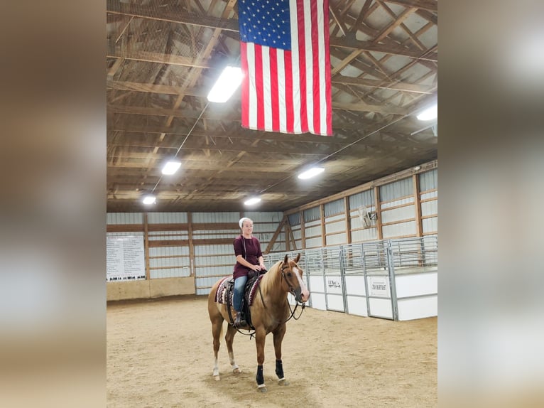 American Quarter Horse Ruin 6 Jaar 152 cm Red Dun in Holmesville