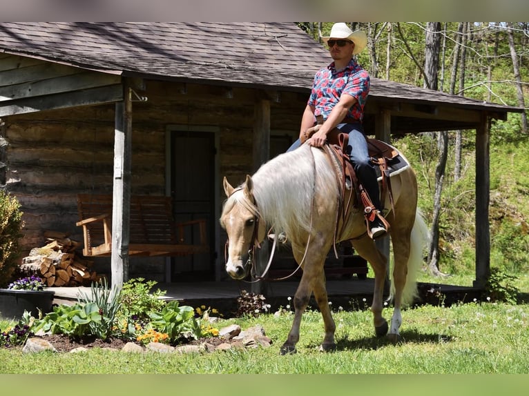 American Quarter Horse Ruin 6 Jaar 152 cm in Buffalo, MO