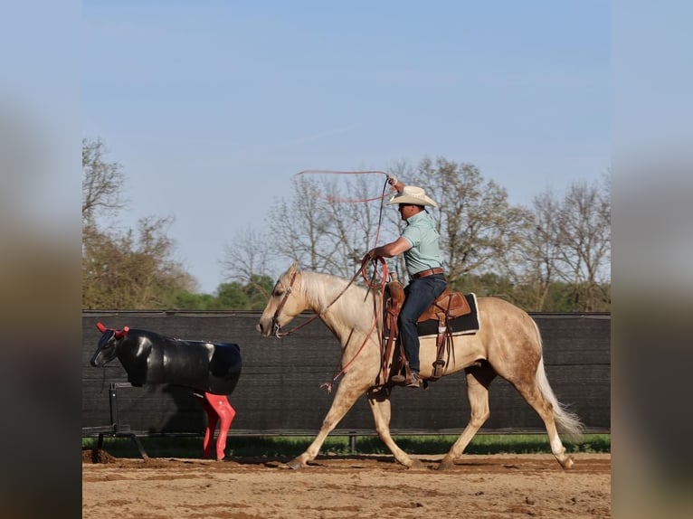 American Quarter Horse Ruin 6 Jaar 152 cm in Buffalo, MO