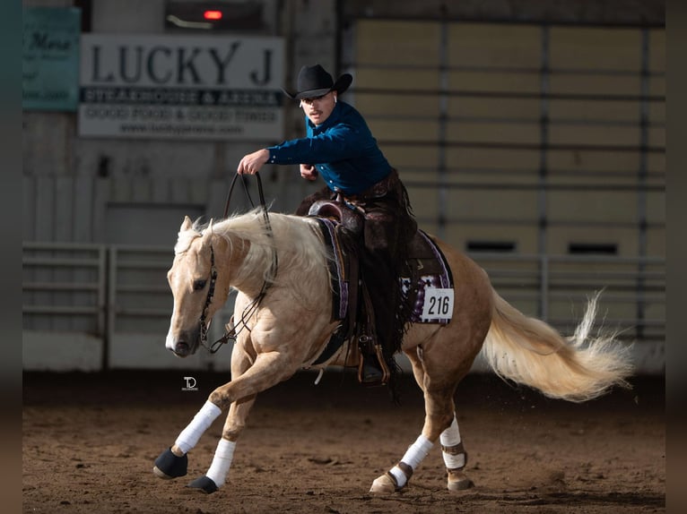 American Quarter Horse Ruin 6 Jaar 152 cm in Buffalo, MO